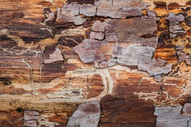Parlak ve güzel orman dokusu. Eski çam ağacı gövdesi. Kısmen kabuğu soyulmuş.