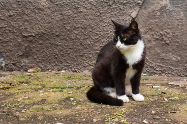 Evsiz siyah beyaz bir kedinin portresi bir evin duvarının altında, dağınık sigara konseptinin arasında, evsiz şehir sakinleri arasında oturuyor.