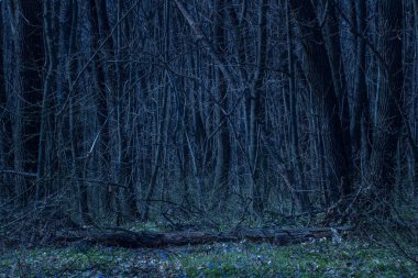 Mavi çiçeklerle dolu bir ormana düşen kütükler gizemli uzun ağaçlar vahşi yaşam ve Cadılar Bayramı konsepti