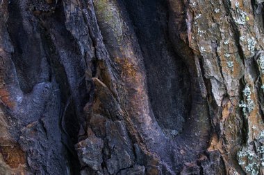 Bir orman ağacının gövdesinin düzensiz yüzeyinin muhteşem dokusu tasarım konsepti için büyüleyici derecede doğal ve doğal bir duvar kağıdıdır.