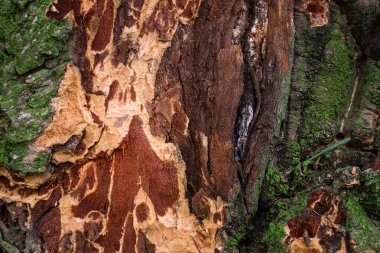 Çevresindeki çam ağacının parlak dokusu yeşil yosun kavramını geliştirir. Tasarım için doğa ve çevre arka planı