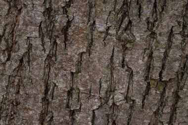bir ağaç gövdesi kabuğu dokusu üzerinde kaba bir yüzey çatlak desenleri ile yakın plan tasarım için doğa konsept orman arka planı