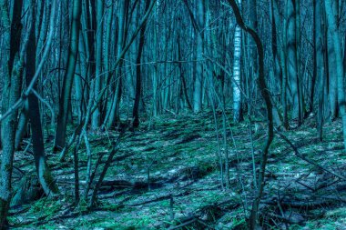 Parlak gece ormanı, doğanın gizemli bahar güzelliği ile.