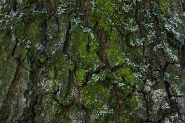 Ağaç kabuğunun yeşil yosun desenli dokusu büyüleyici parçaları aşınmış vahşi yaşam kavramını kırdı