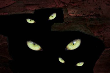 Bir çam ağacının gövdesinde büyük siyah bir delik vahşi hayvanların sarı gözleri Cadılar Bayramı için orman sakinlerinin duvar kağıdı kavramını parıldatıyor.