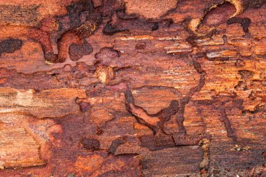 Parlak ahşap çam desenli. Tasarım için doğal arkaplan tarafından bırakılan böceklerin ilginç desenleri var.