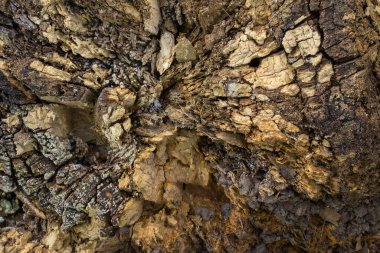 Eski çürümüş kütüğün parlak dokusu düz olmayan doğal arkaplan tasarımı için yakın plan