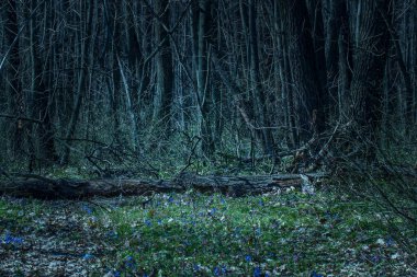 Gece ormanı kavramı ve Cadılar Bayramı 'nda parlak bir çayırda bir kütük uzanıyordu.
