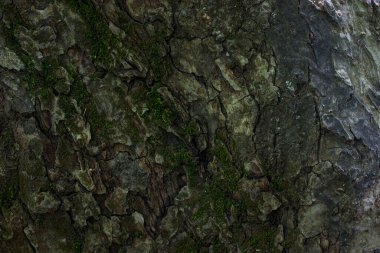 Bir orman ağacının fantezi dokusu. Gövdesi yaban hayatı konsepti için kabarık yeşil yosun duvar kağıtlarıyla kısmen kaplıdır.