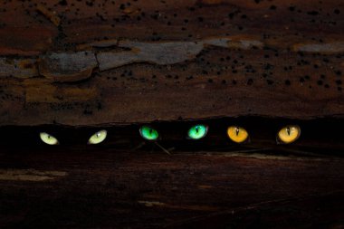 Üç parlak göz, bir çam ağacının gövdesinin karanlık çatalında parıldıyor. Gizemli doğanın yakın plan konsepti.