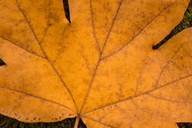 Turuncu sonbahar yaprağının tasarımı için doğal arka plan. Altın sezonun ve çevrenin yakın plan görüntüsü.
