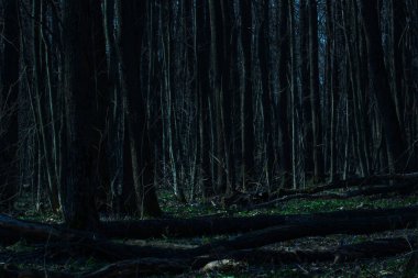 Gece mistik ormanları, düşmüş kütükleri ve uzun kara ağaçları olan vahşi doğa konsepti.