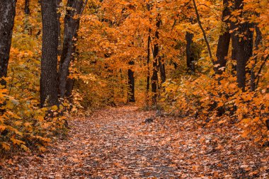 Üzerinde sonbahar yaprakları olan patika altın sezonun büyüleyici doğasını vahşi doğaya götürüyor.