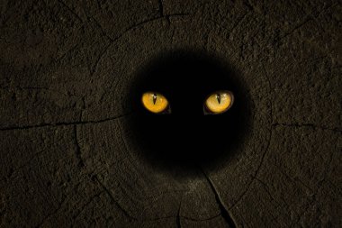 Vahşi bir hayvanın parlak turuncu gözlerinin tasarım için soyutlama kavramını ortaya çıkardığı bir orman kütüğünün içindeki karanlık oyuk.