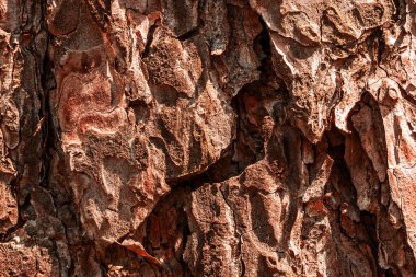 Güneş ışığıyla aydınlatılan gizemli çam dokusu tasarım için doğal arka plan