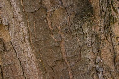 Orman fantezi dokusu ağaç kabuğunu çatlatmış güneş ışığı vahşi yaşam konseptiyle aydınlatmış.