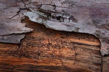 Bir çam ağacının karanlık ve gizemli dokusu ilginç desenler ve kısmen kabuk kaplı tasarım için arka plan