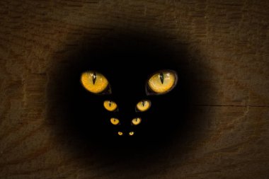 Dört çift parlak turuncu göz, ahşap yüzeyde koyu yuvarlak bir delikte parıldıyor. Tasarım için doğa kavramını kapat.