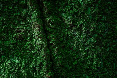 Yeşil yosun deseni ağaç gövdesini kaplıyor. Tasarım için inanılmaz doğal bir arka plan.