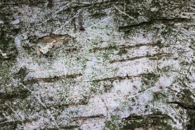 Huş ağacı kabuğunun deseni çizilmiş ve kısmen soyulmuş kabuğu yakın plan tasarım için doğal arka plan.