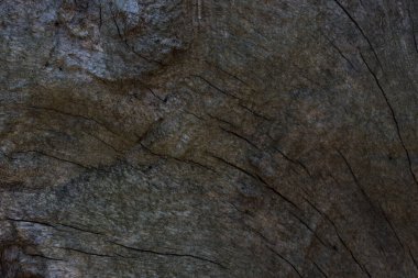Gri ve gizemli ahşap doku koyu ince çatlaklar ve yaban hayatı tasarım konsepti için pürüzsüz yüzey arkaplanı değil