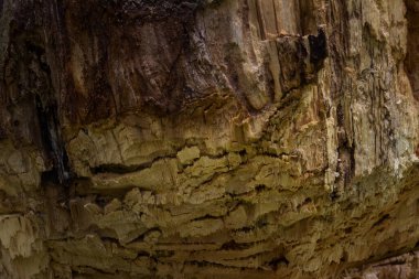 Orman odununun gizemli karanlık dokusu tasarım için duvar kâğıdı yapımında kullanılacak materyali kapatır.