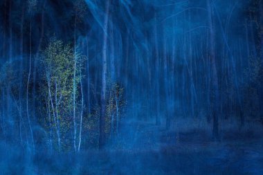 Gece ormanında şeffaf ve hayaletli mavi sis ve vahşi yaşam kavramının ve Cadılar Bayramı 'nın heyecan verici dünyasında kimse yok.