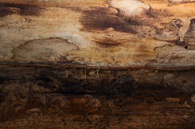 Esrarengiz doğal desenleri olan çok renkli mistik ahşap doku çizikler, tasarım için lekeli arka plan çatlakları.