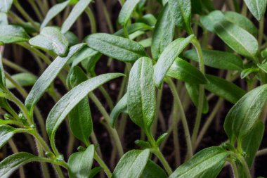 Genç filizlerin keskin yeşil yaprakları domates yakın ürün ve tarım kavramı