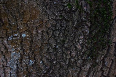 Bir orman bitkisinin duvar kağıdındaki küçük çatlaklar vahşi yaşam konsepti için karanlık doğal desenler.