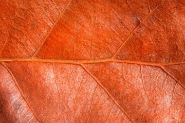 Doğal desenli parlak turuncu meşe yaprağı, altın mevsim ve sonbahar tasarım konsepti için yakın plan çizgisi.