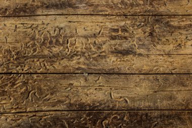 Böceklerden kalan esrarengiz orman desenleri kırık ahşap arka planda tasarım için doğal çevre kavramı