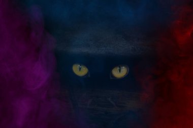 Vahşi bir hayvanın gizemli turuncu gözleri ağaç gövdesinin karanlık bir yarığında ışıldıyor. Cadılar Bayramı tasarımı için çok renkli mistik sis soyutlaması.