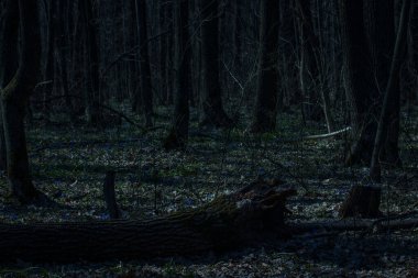 Karanlık yosun kaplı kütük gece ormanı vahşi doğa kavramının arka planında yatar.