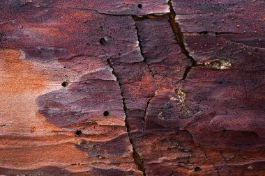 Doğal çam ağacı dokusu, böceklerden kalan kara deliklerle renklendirilmiş tasarım için çevre arkaplanı kavramı