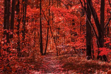 Karanlık ağaç gövdeleri ve parlak kırmızı yapraklarla kaplı mistik sonbahar vahşi ormanı doğa ve çevre kavramı.
