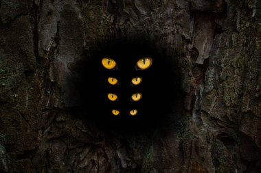 Kapalı bir ağaç gövdesinde koyu yuvarlak bir oyuk. Dört çift turuncu göz, vahşi yaşam kavramını parlatacak.