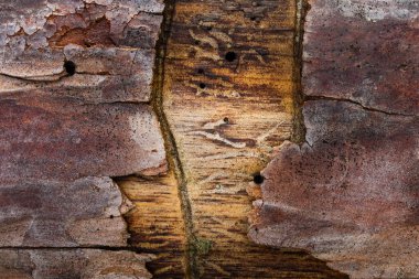 Kısmen soyulmuş kabuklu ve mistik desenli büyüleyici çam deseni tasarım için doğal grunge arkaplanı.