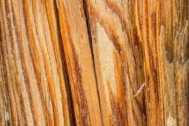 Çam ağacı dokusu endüstriyel arka plan çevre ve ahşap işçiliği kavramı