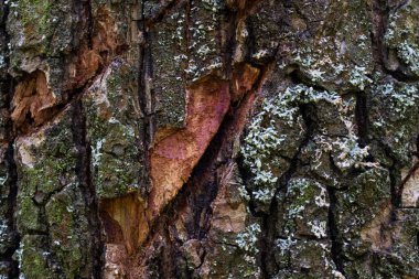 Ağaç gövdesi yakın desenler gizemli karanlık çatlaklar vahşi yaşam duvar kağıtlarının dünyası tasarım için