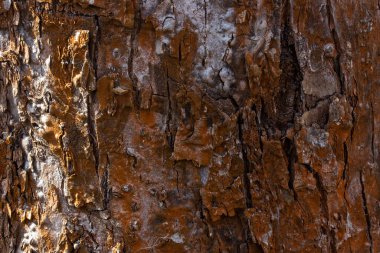 Güneş ışığı vahşi yaşam kavramının arka planından aydınlanan koyu çatallı ağaç kabuğunun kahverengi fantezi dokusu