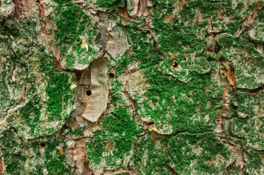 Bir ağaç gövdesinde büyüyen yeşil yosunların parlak dokusu tasarım için muhteşem bir arka plan oluşturur.