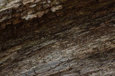 Vahşi yaşam konsepti için kabuksuz, küçük ince çatlaklar desenli orman ahşabının grunge dokusu