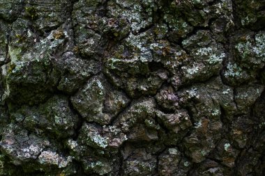 Yaban hayatı tasarım konsepti için devasa ağaç kabuğu duvar kağıtlarından oluşan bir ağaç gövdesinin pürüzsüz olmayan gizemli yüzeyi