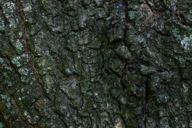 Ağaç kabuğu muhteşem ve gri-yeşil orman bitkileri dokusu duvar kağıdı tasarımı vahşi yaşam konsepti