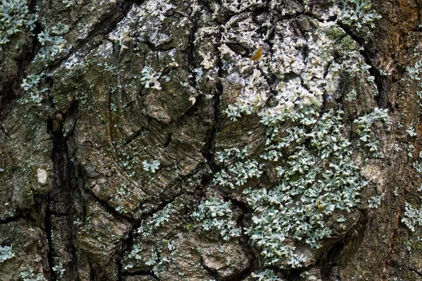 Orman ağacı gövdesi. Açık havada parlak doğal desenler. Vahşi yaşamın güzel soyut duvar kağıtları tasarım için.