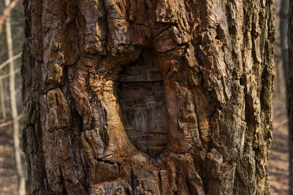 Bel Tronco Albero Uno Sfondo Sfocato Concetto Natura Dei Ponteggi — Foto Stock