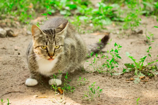 グレー子猫遊び心を持ってカメラを見ます明るいです肖像画上の自然概念のかわいいと国内の動物 — ストック写真