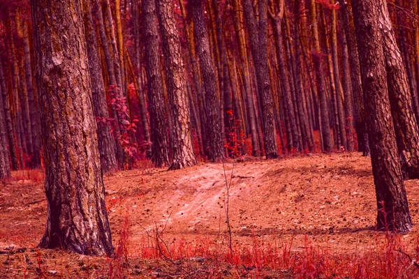 Autumnal Natural Background Mysterious Pine Forest Clean One Very Beautiful — Stock Photo, Image