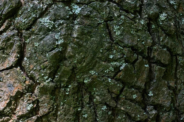 Kırık ağaç kabuğu yeşil yosun dokusuyla kaplı bitkiler vahşi yaşam tasarım konsepti için orman arka planını kapatıyor